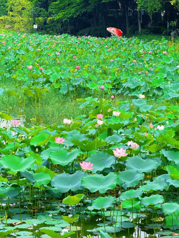 深圳賞荷花好去處 明湖公園（圖片來源：小紅書@千里光紫蘇版）