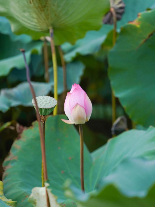 深圳賞荷花好去處 萬景樓（圖片來源：寶安日報微信公眾號）