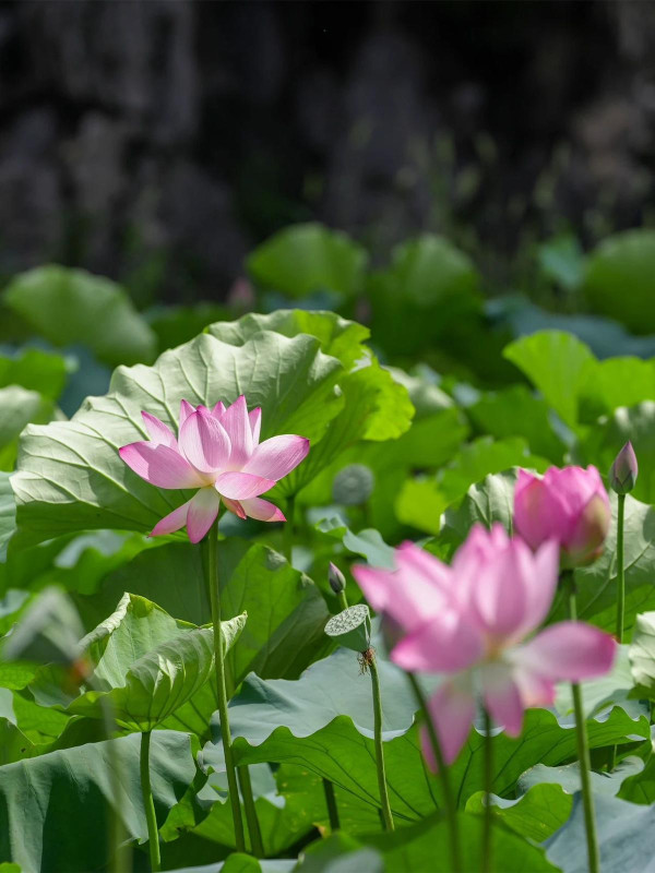 深圳賞荷花好去處 萬景樓（圖片來源：寶安日報微信公眾號）