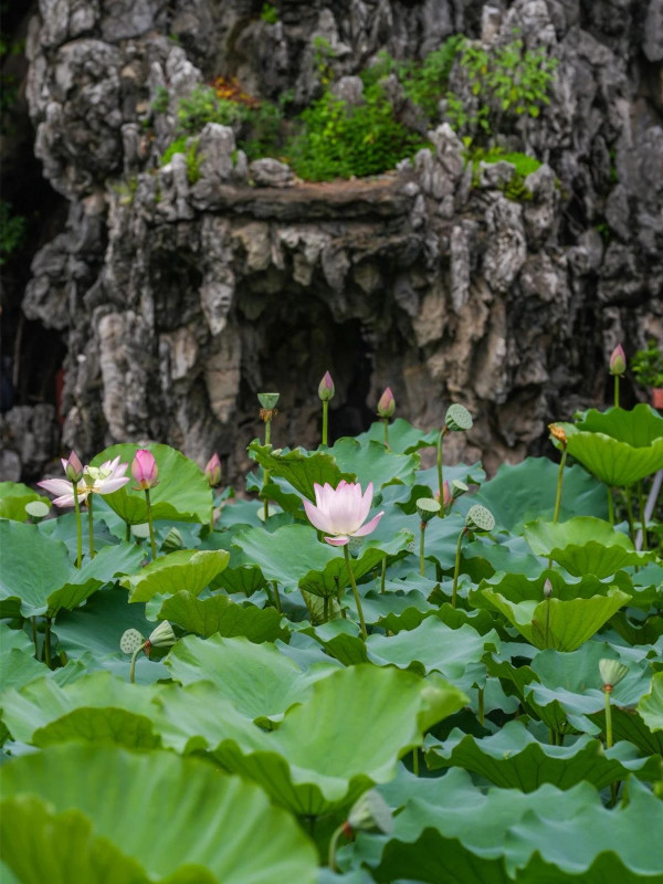 深圳賞荷花好去處 萬景樓（圖片來源：寶安日報微信公眾號）
