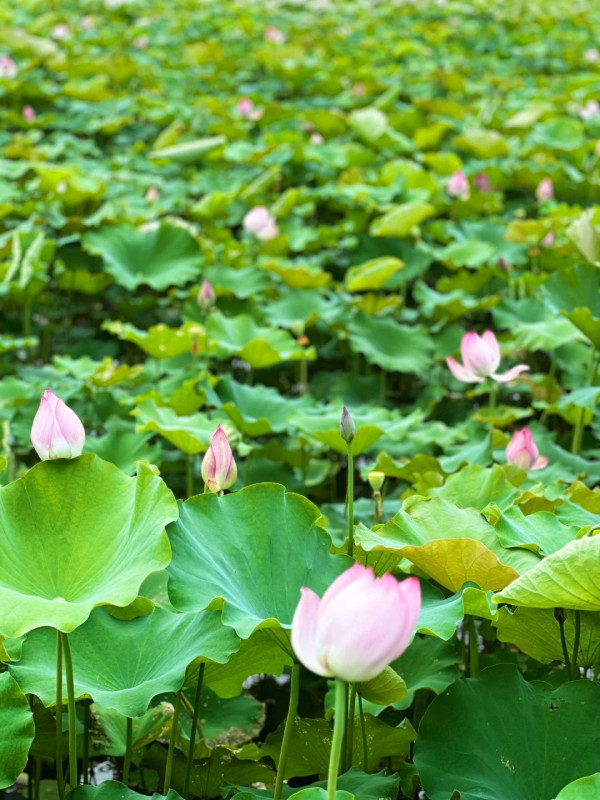 深圳賞荷花好去處 觀瀾版畫村（圖片來源：小紅書＠阿群的生活）