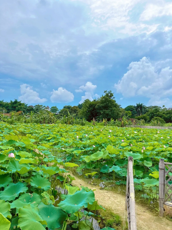 深圳賞荷花好去處 觀瀾版畫村（圖片來源：小紅書＠阿群的生活）