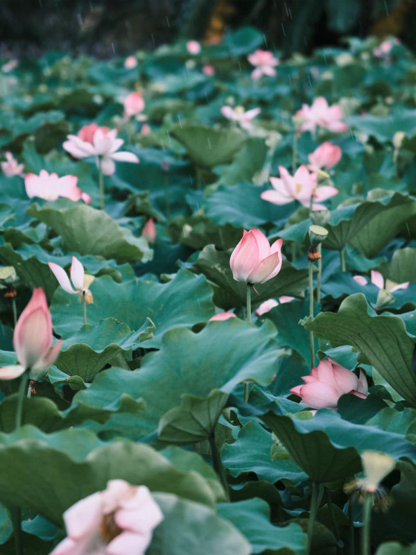 深圳賞荷花好去處 觀瀾版畫村（圖片來源：龍華文體雲微信公眾號）