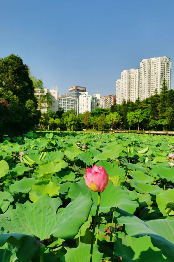 深圳賞荷花好去處 深圳大學文山湖（圖片來源：深圳大學後勤保障部微信公眾號）
