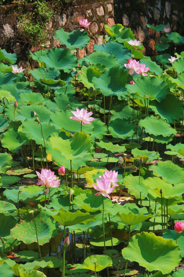 深圳賞荷花好去處 深圳大學文山湖（圖片來源：深圳大學後勤保障部微信公眾號）