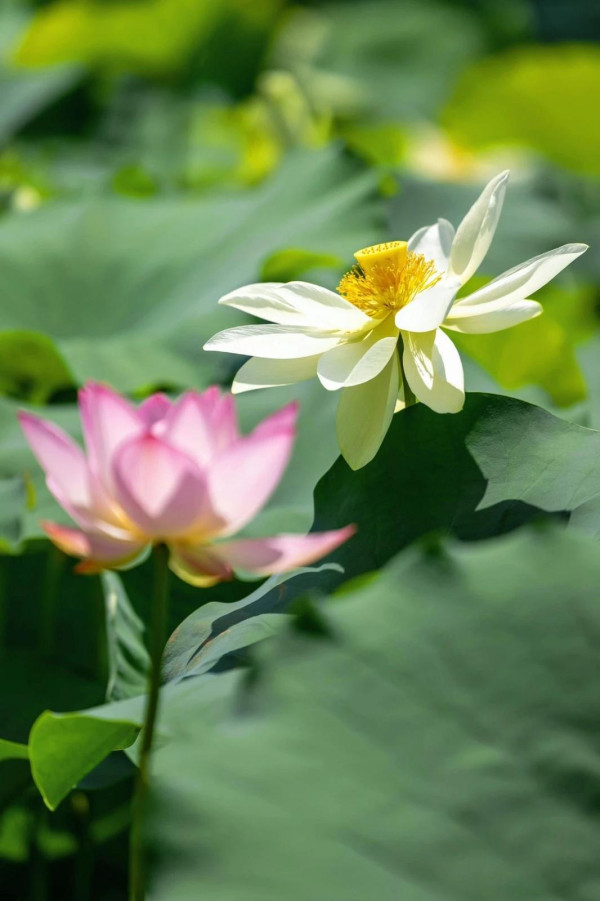 （圖片來源：美麗深圳微信公眾號）