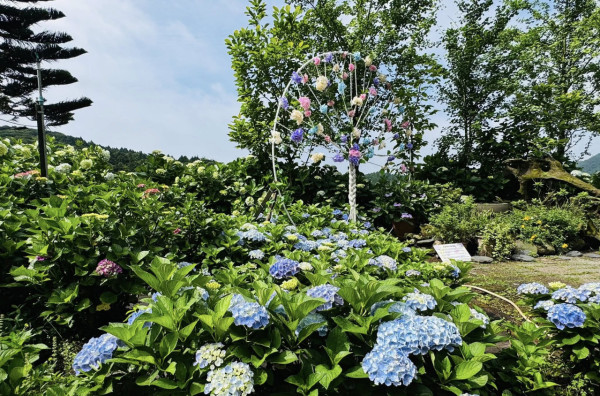 陽明山竹子湖繡球花季（圖片來源：Facebook@海芋繡球竹子湖）