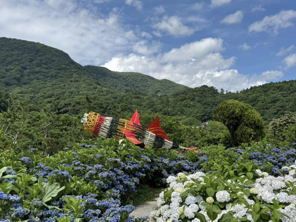 陽明山竹子湖繡球花季（圖片來源：Facebook@海芋繡球竹子湖）