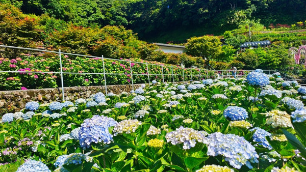 大梯田花卉生態農園（圖片來源：Facebook@大梯田花卉生態農園）