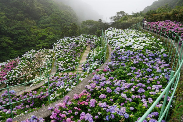 大梯田花卉生態農園（圖片來源：Facebook@大梯田花卉生態農園）
