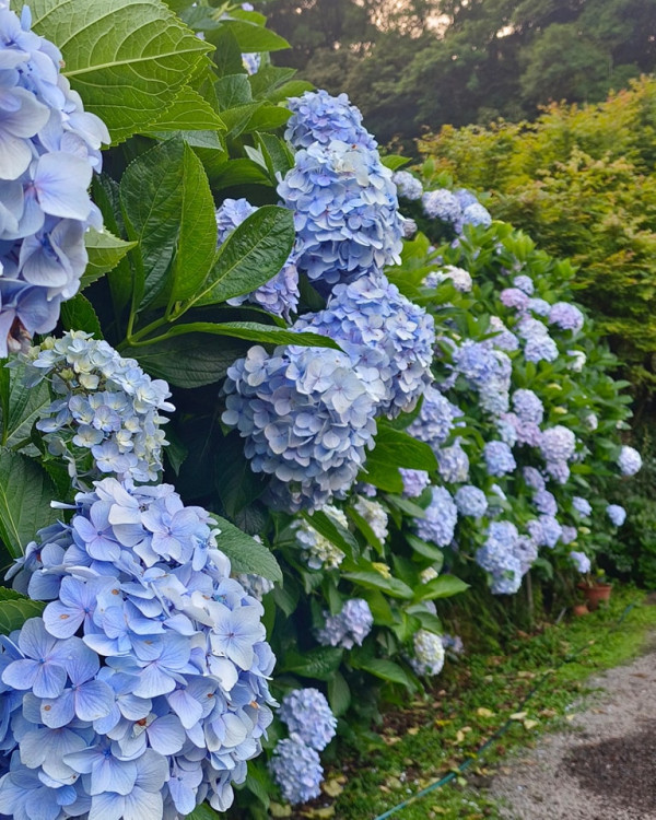 大梯田花卉生態農園（圖片來源：Facebook@大梯田花卉生態農園）