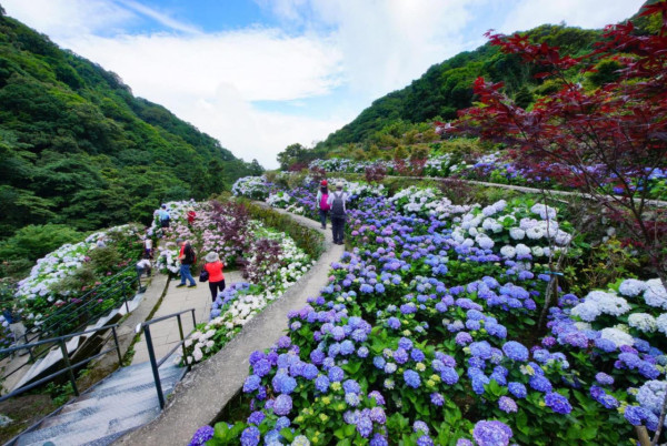 大梯田花卉生態農園（圖片來源：Facebook@大梯田花卉生態農園）