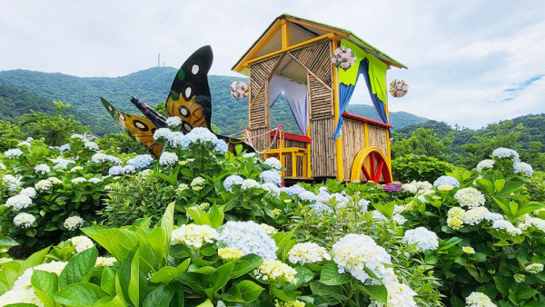 陽明山竹子湖繡球花季（圖片來源：花IN台北）