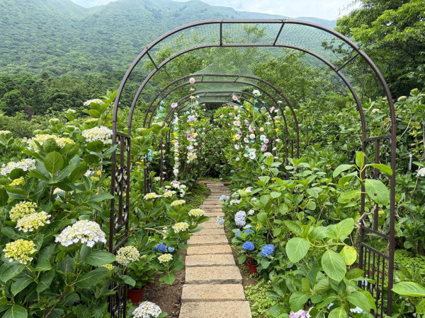 陽明山竹子湖繡球花季（圖片來源：花IN台北）