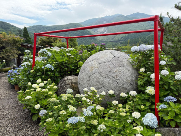 陽明山竹子湖繡球花季（圖片來源：花IN台北）