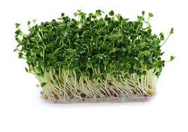 衰飲酒夜瞓肝功能下降 竟靠食1個月西蘭花芽苗逆轉 三甘油脂/膽固醇/血糖齊齊急降！