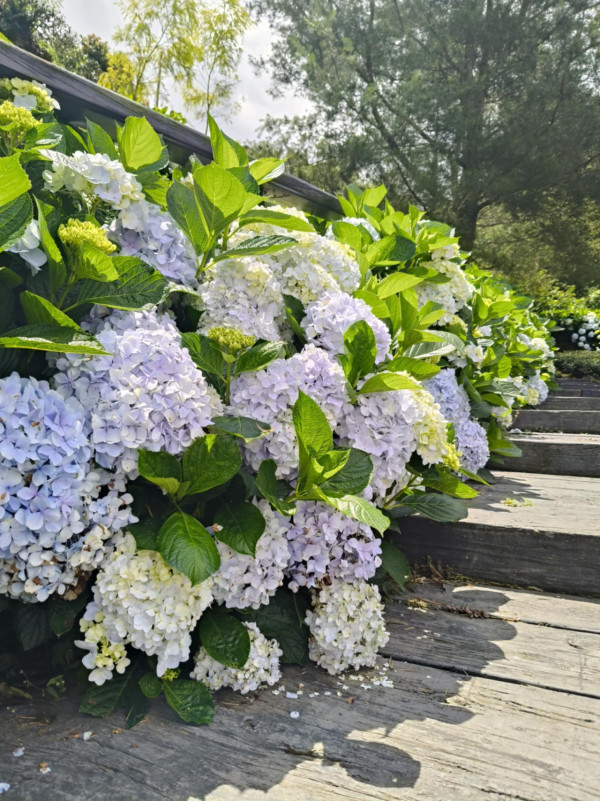 許家茶園（圖片來源：Facebook@許家茶園民宿露營區）