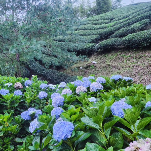許家茶園（圖片來源：Facebook@許家茶園民宿露營區）