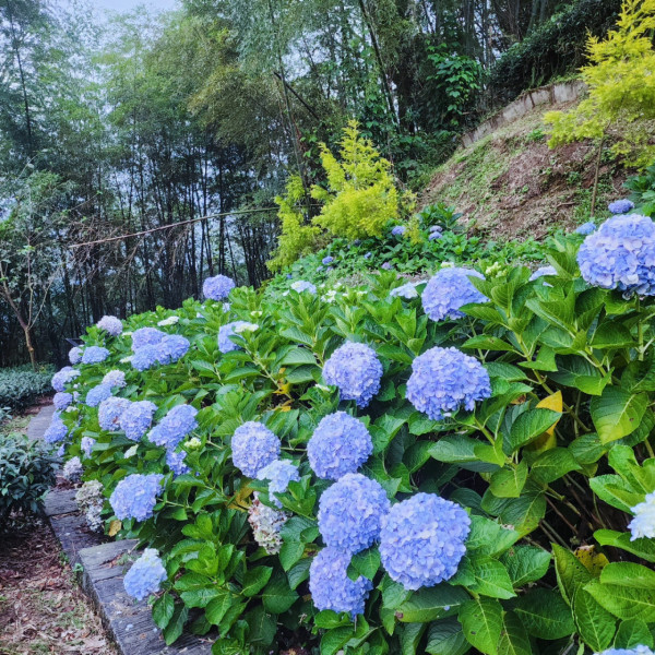 許家茶園（圖片來源：Facebook@許家茶園民宿露營區）