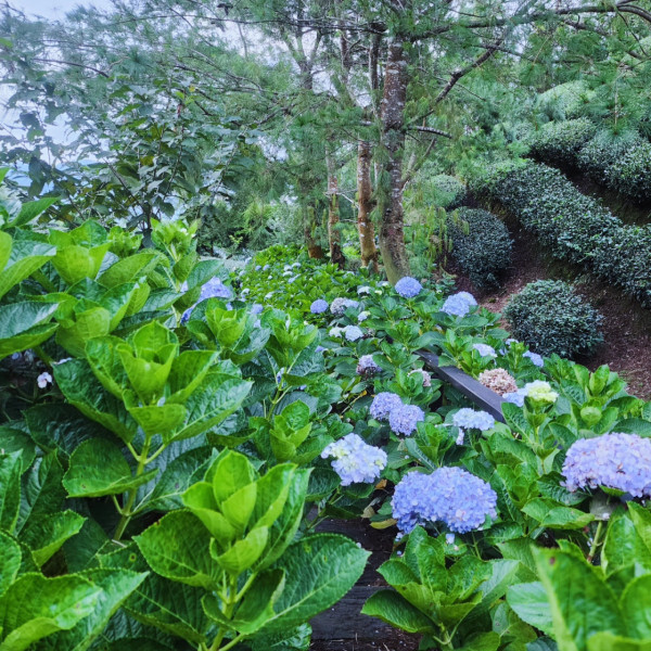 許家茶園（圖片來源：Facebook@許家茶園民宿露營區）