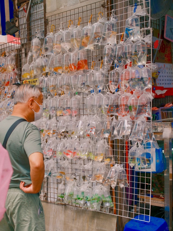 香港六大「中伏」地點｜金魚街/維港被點名 內地女：不再到訪！