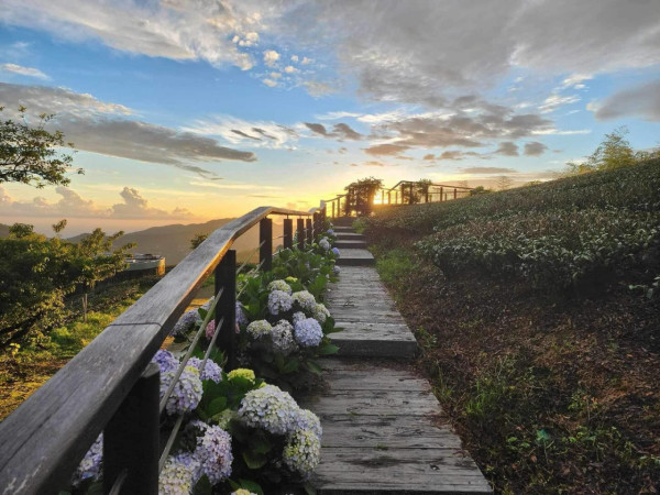 許家茶園（圖片來源：Facebook@許家茶園民宿露營區）