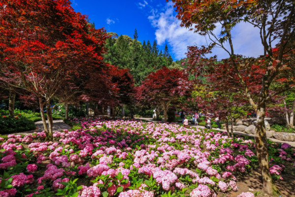 杉林溪森林生態渡假園區（圖片來源：Facebook@愛上杉林溪）