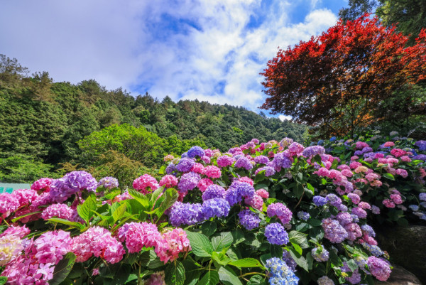 杉林溪森林生態渡假園區（圖片來源：Facebook@愛上杉林溪）