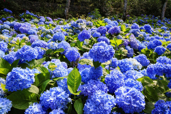 杉林溪森林生態渡假園區（圖片來源：Facebook@愛上杉林溪）