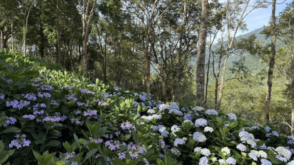 太麻里青山農場（圖片來源：Facebook@青山農場）