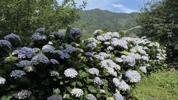 太麻里青山農場（圖片來源：Facebook@青山農場）