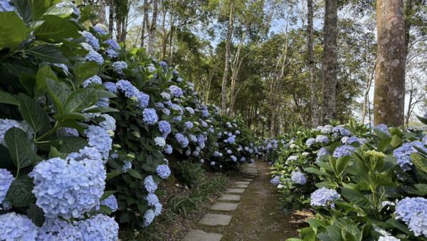 太麻里青山農場（圖片來源：Facebook@青山農場）