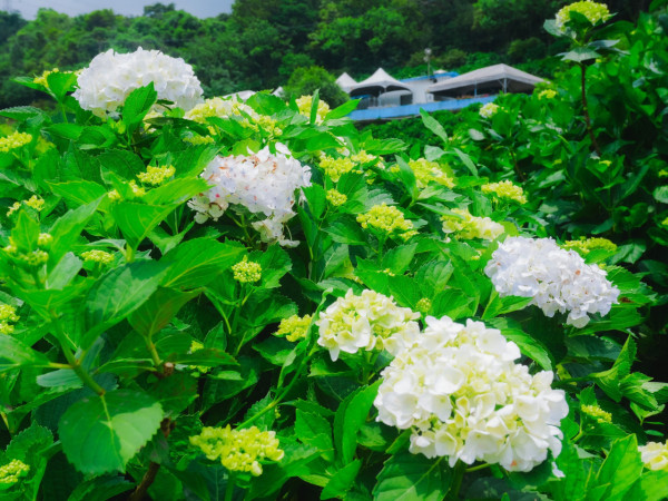 萬里高家繡球花田（圖片來源：Facebook@高家繡球花田）