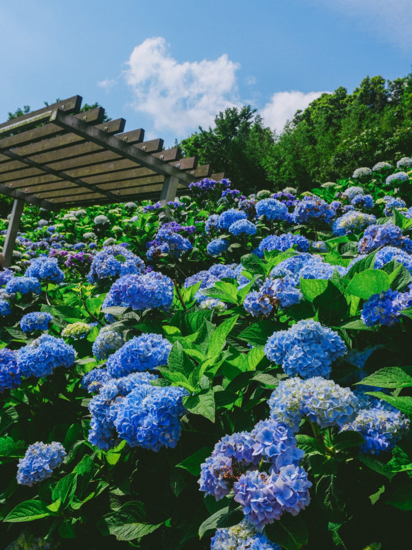 萬里高家繡球花田（圖片來源：Facebook@高家繡球花田）