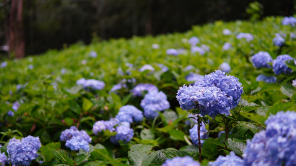 薰衣草森林 新竹尖石園區（圖片來源：Facebook@薰衣草森林）