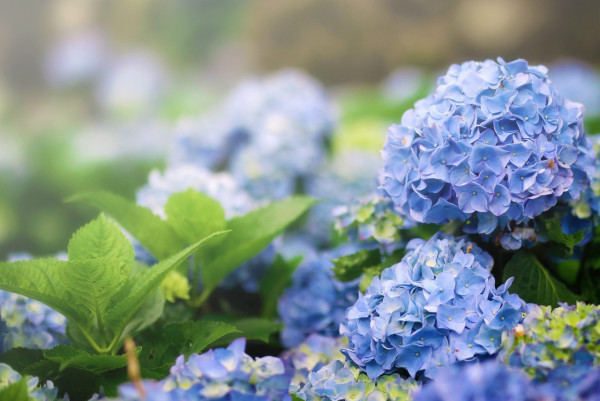台灣繡球花最佳觀賞期由5月至6/7月不等。（圖片來源：花IN台北）
