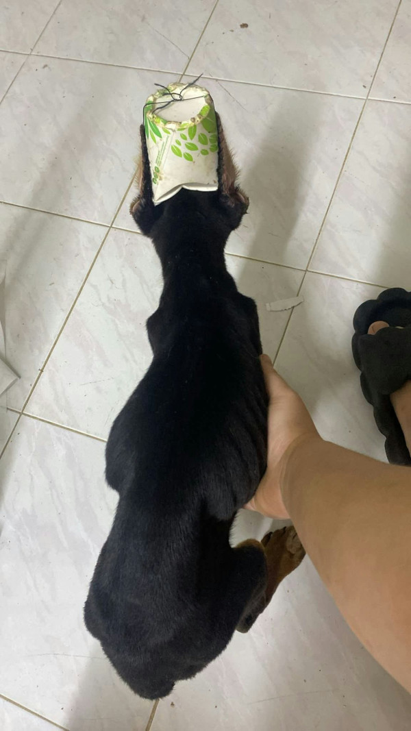 都柏文狗女雙耳慘遭修剪兼縫紙杯身亡 裕美拍片怒轟：仲落膠水