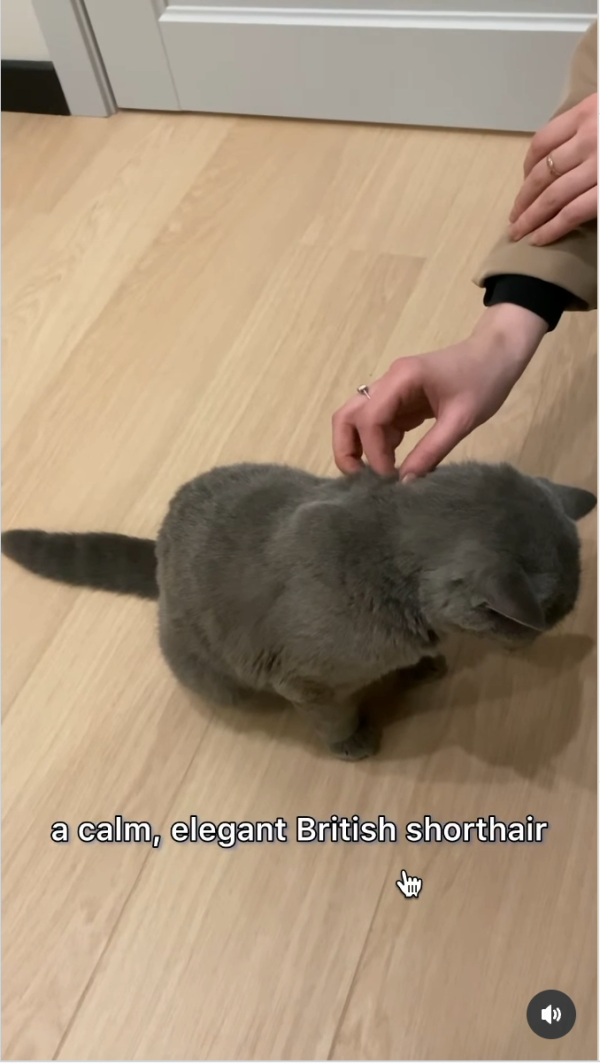 英國企業豪擲時薪900港元徵「貓管家」照顧CEO愛寵！專責陪玩/梳毛/餵食/購物 