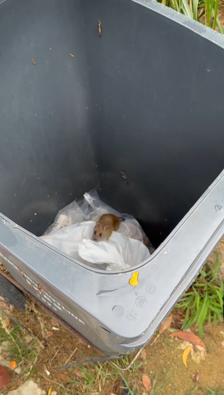 飛鵝山變「煙頭山」義工單日撿逾2000支煙蒂！漁護署：今年發出32張涉事罰單