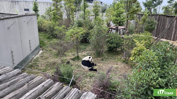 成都大熊貓繁殖研究基地｜熊貓迷必看參觀攻略！ 想睇精靈熊貓幾時入場好？附推薦路線！ 