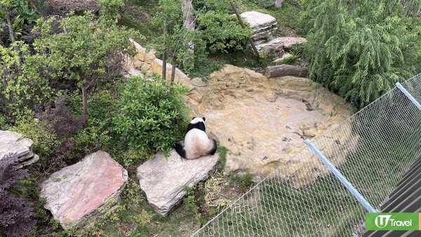 成都大熊貓繁殖研究基地｜熊貓迷必看參觀攻略！ 想睇精靈熊貓幾時入場好？附推薦路線！ 