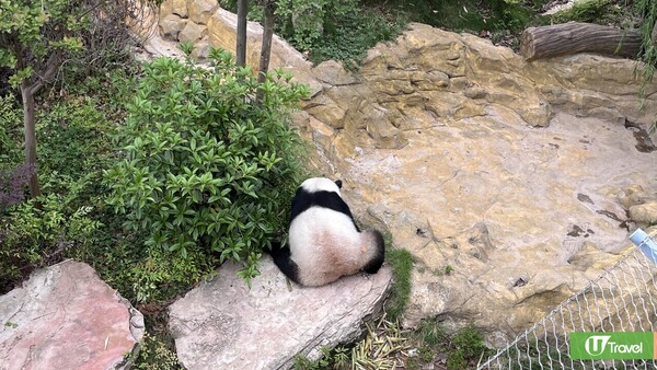 成都大熊貓繁殖研究基地｜熊貓迷必看參觀攻略！ 想睇精靈熊貓幾時入場好？附推薦路線！ 