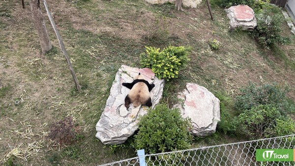 成都大熊貓繁殖研究基地｜熊貓迷必看參觀攻略！ 想睇精靈熊貓幾時入場好？附推薦路線！ 