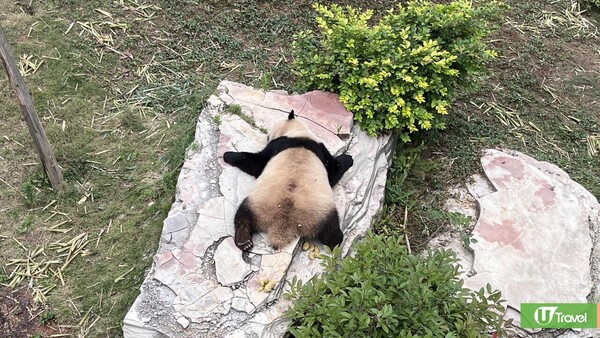 成都大熊貓繁殖研究基地｜熊貓迷必看參觀攻略！ 想睇精靈熊貓幾時入場好？附推薦路線！ 