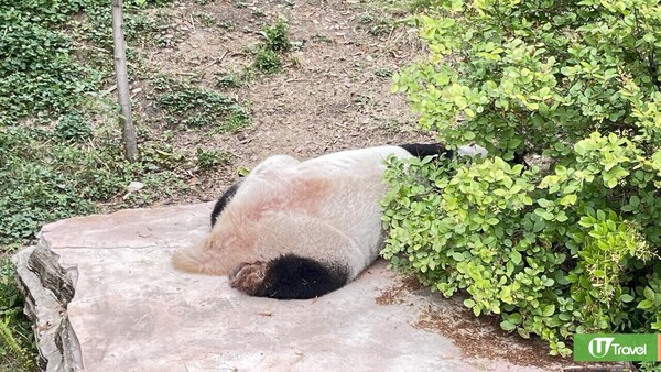 成都大熊貓繁殖研究基地｜熊貓迷必看參觀攻略！ 想睇精靈熊貓幾時入場好？附推薦路線！ 