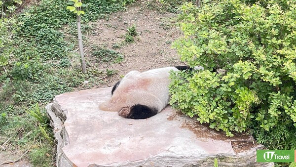 成都大熊貓繁殖研究基地｜熊貓迷必看參觀攻略！ 想睇精靈熊貓幾時入場好？附推薦路線！ 