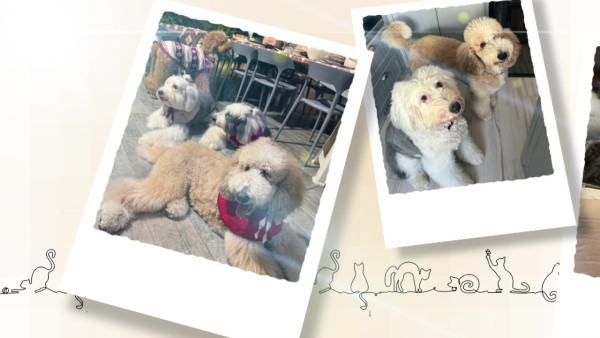 TVB一線花旦重提曾被愛犬咬傷面停工半年 含淚自責：其實我都有責任