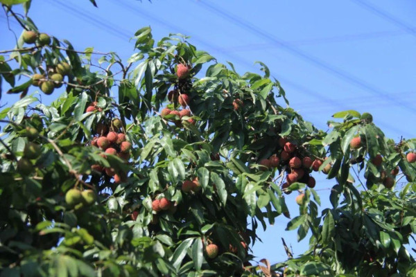 西麗果場（圖片來源：南山通微信公眾號）