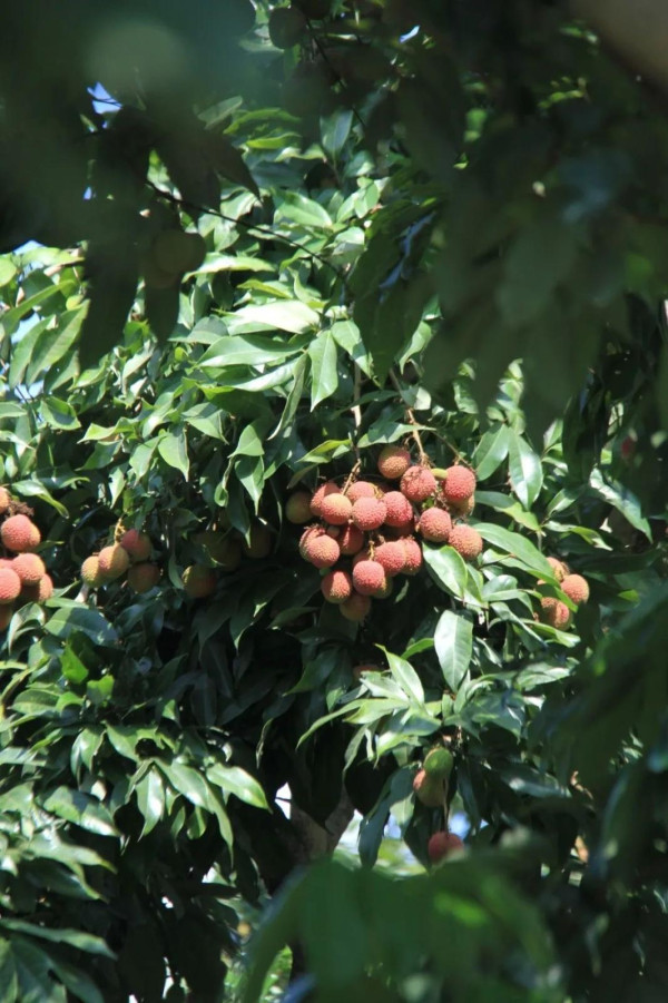 西麗果場（圖片來源：南山通微信公眾號）
