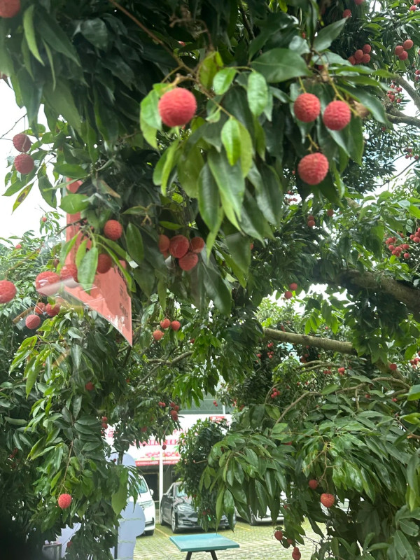 西麗果場（圖片來源：小紅書＠安安安安安）